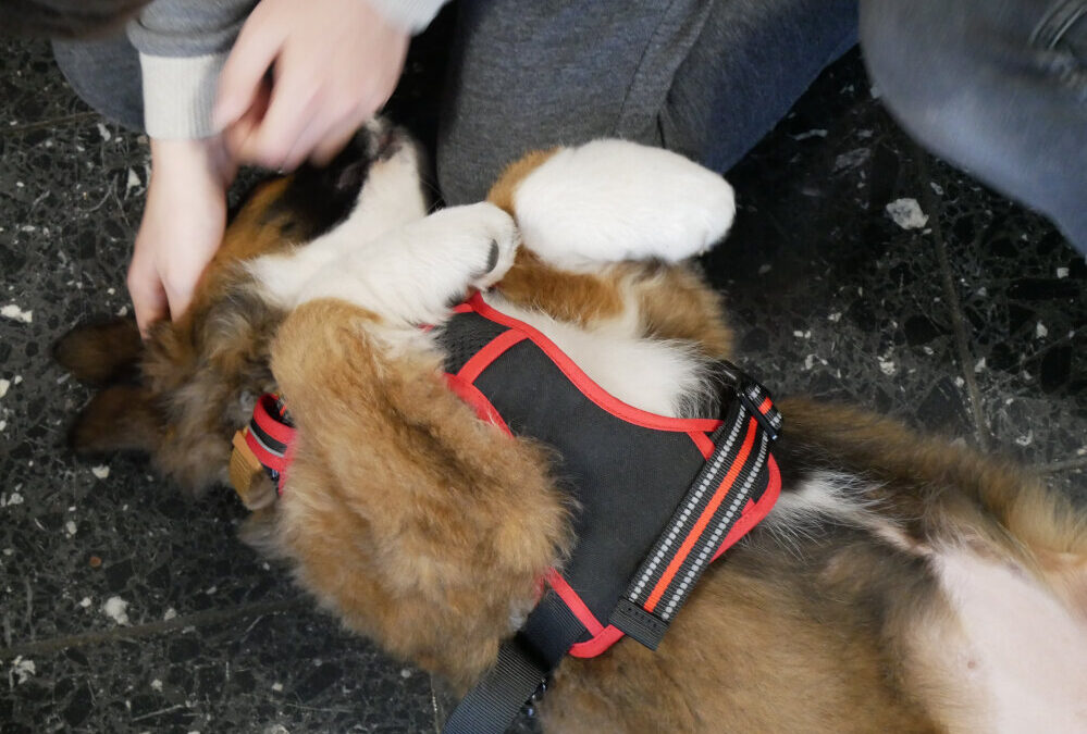 Hundebesuch an der FRS