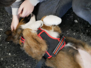 Hundebesuch an der FRS