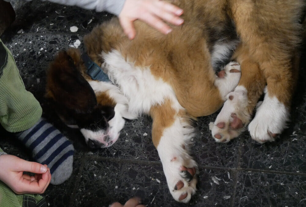 Hundebesuch an der FRS