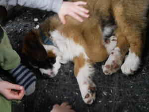 Hundebesuch an der FRS