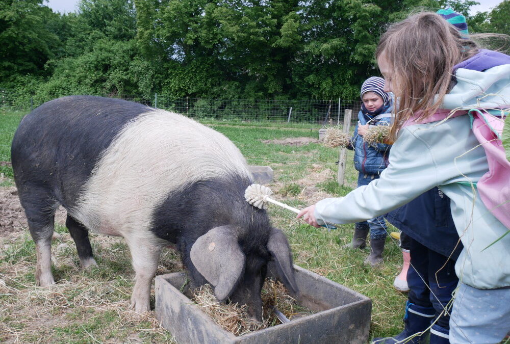 Schweine streicheln mit der Klobürste