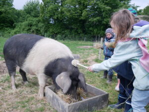 Schweine streicheln mit der Klobürste